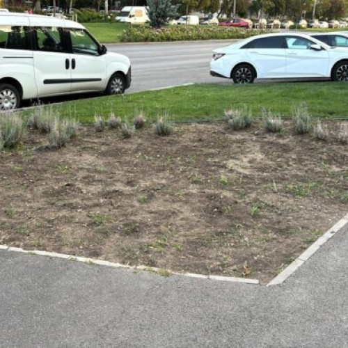 Primarul Sectorului 6, Ciprian Ciucu, semnalează probleme cu întreținerea spațiilor verzi