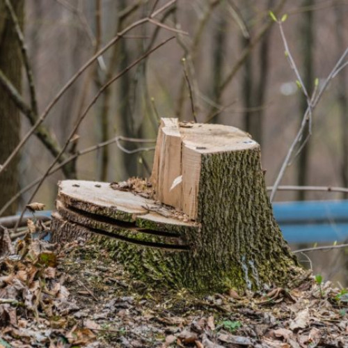 Un copac s-a prăbușit peste un loc de joacă în Parcul Tineretului