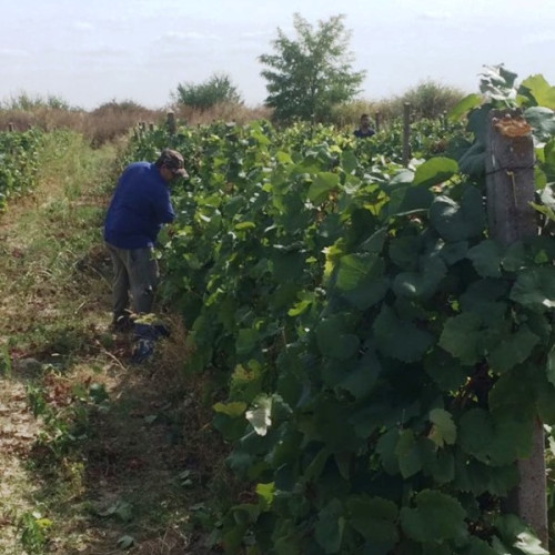 Noile ghiduri pentru intervențiile din sectorul viti-vinicol