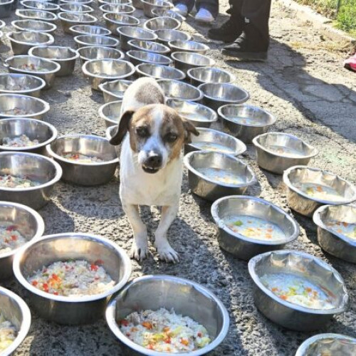 Adăpostul Speranța organizează a treia ediție "Tocănița pentru toți Bobița"