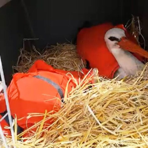 Două berze au fost eliberate în sălbăticie după o lungă recuperare