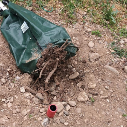 Vandalism în zona Silvas din Oradea