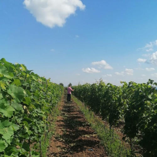 Noile ghiduri pentru sectorul viti-vinicol disponibile pe site-ul APIA