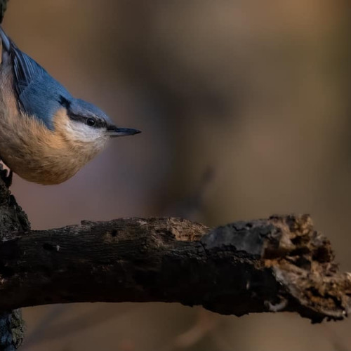 Ziua Păsărilor și a Arborilor, sărbătorită pe 10 mai în România