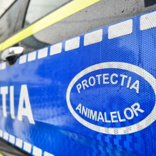 Salvarea pisicilor abandonate în Sectorul 5 din București