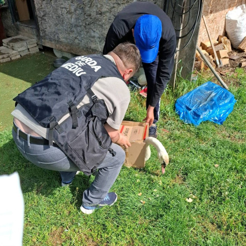 O lebădă cu probleme de sănătate a fost salvată în urma unui apel la 112