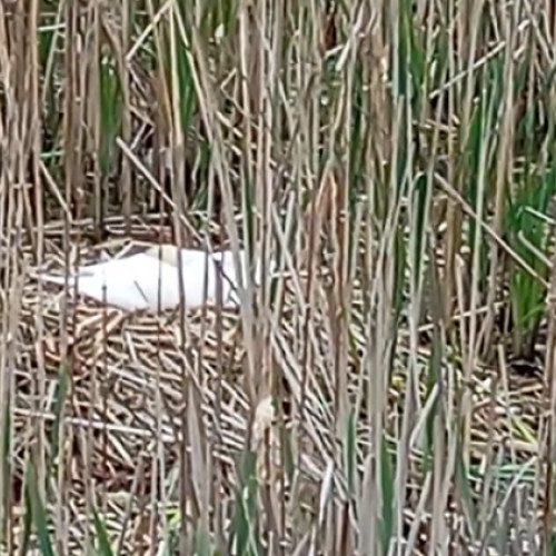 Lebedele din Cluj-Napoca se pregătesc să devenă mame