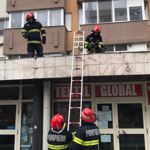 Pompierii din Alba Iulia salvează o pisică de pe acoperișul unui magazin