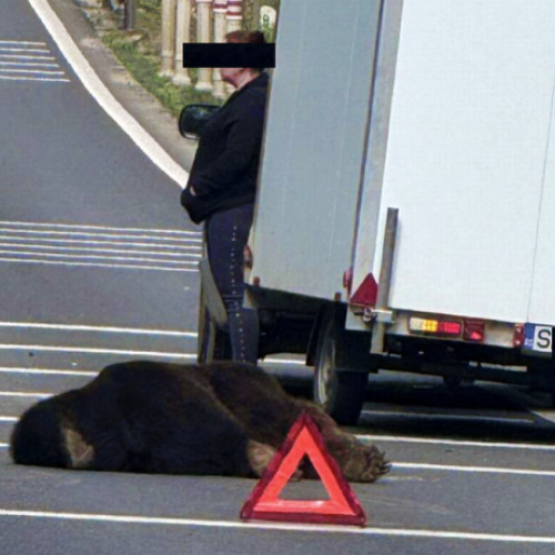 Trafic alternativ pe DN 1, după un accident fatal cu un urs
