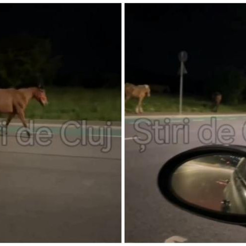 Cai pe străzile din Cluj-Napoca: incident îngrijorător surprins de un cetățean