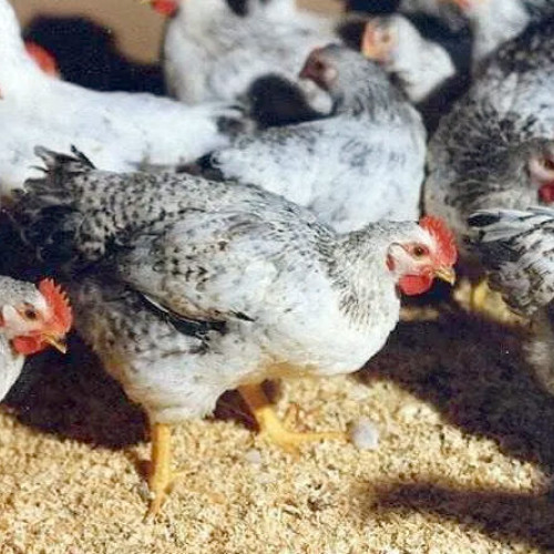 Escrocherie pe Facebook: Un hunedorean a fost păcălit la achiziționarea unei perechi de păsări