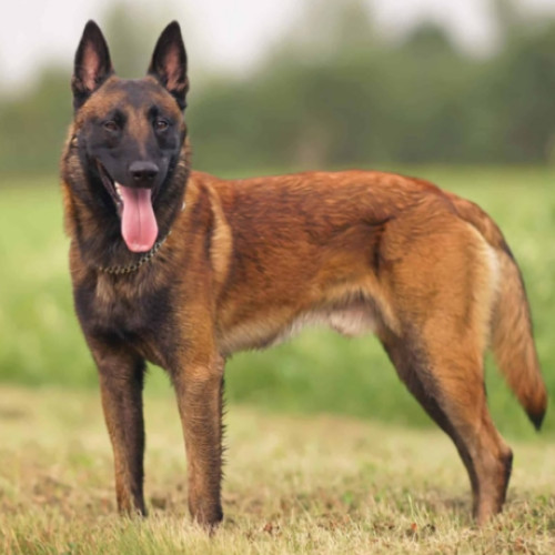 Problemele cauzate de câinii vagabonzi în cartierul Sopor