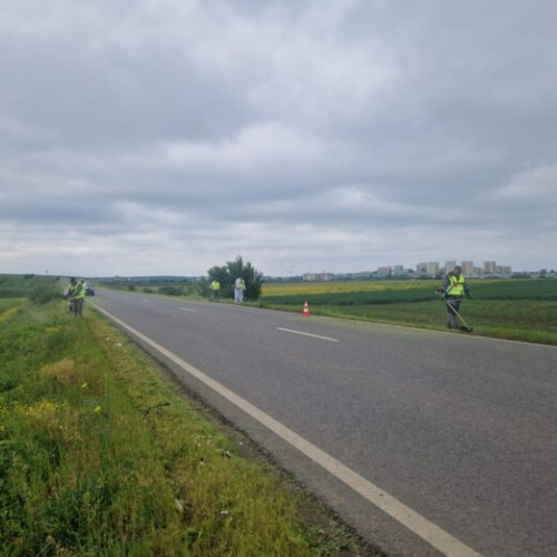 Campanie de combatere a ambroziei în Ilfov