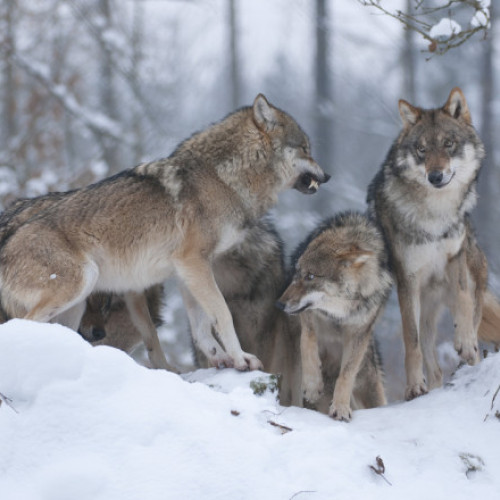 Parlamentul European aprobă modificarea statutului lupilor în UE