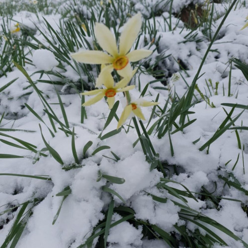 Atenție pentru vizitatorii poienei cu narcise