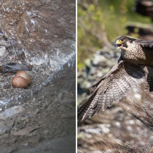 Cuib de soim călător descoperit în Parcul Natural Apuseni