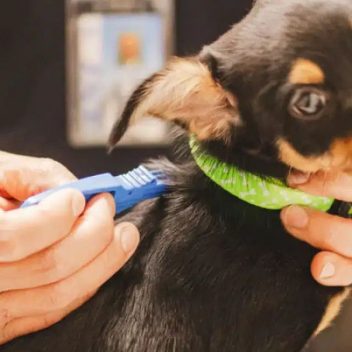 Campania de microcipare gratuită a câinilor din Galați, un eșec