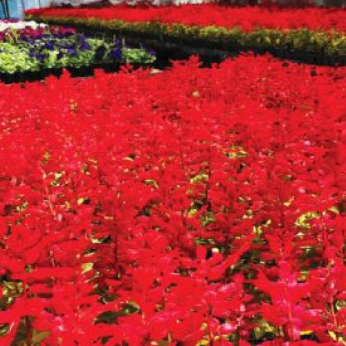 Florile din Ploiești provin din serele SGU