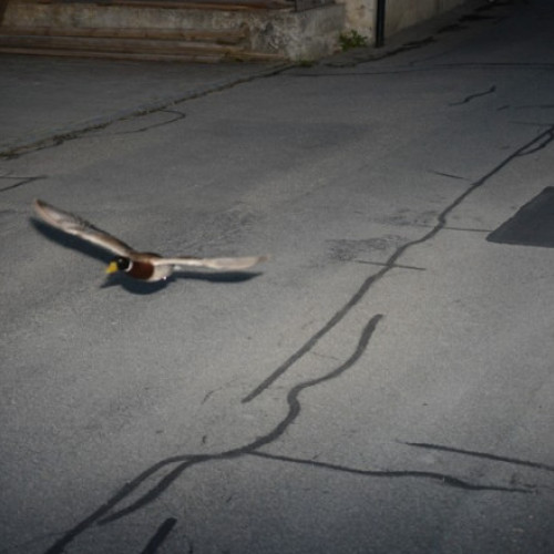 Rata surprinsă de radarul din Koeniz a depășit viteza legală