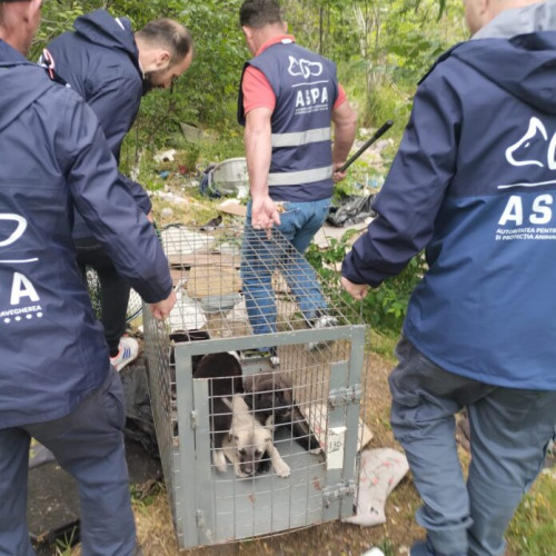 Crește numărul câinilor abandonați în București