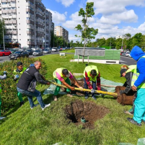 Primăria Sectorului 6 transformă orașul prin plantări