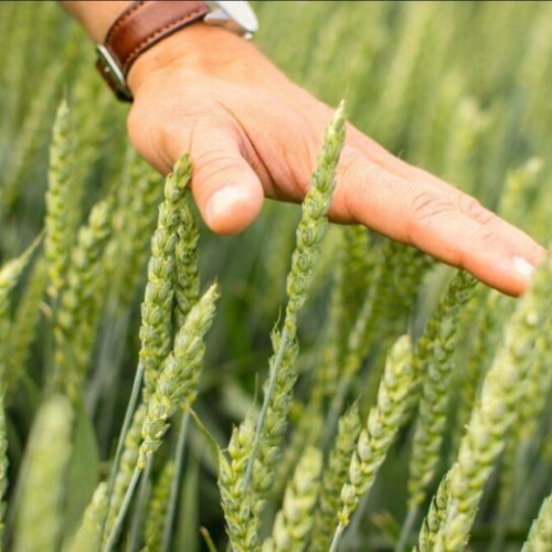 Fermierii din Iași rămân prudenți în ciuda estimărilor optimiste pentru recoltă