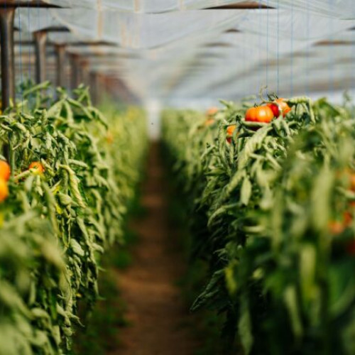 Carrefour România deschide sezonul legumelor și fructelor românești