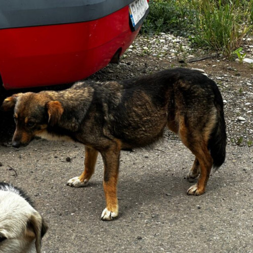 Intervenție emoționantă în Grădiștea: O cățelușă gestantă a fost salvată