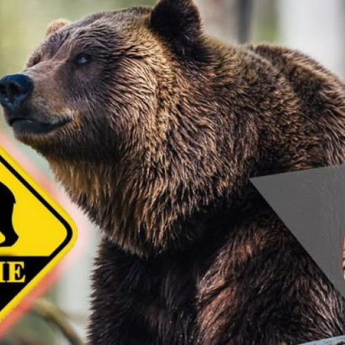 Primăria Băiut avertizează despre prezența unui urs în zonă