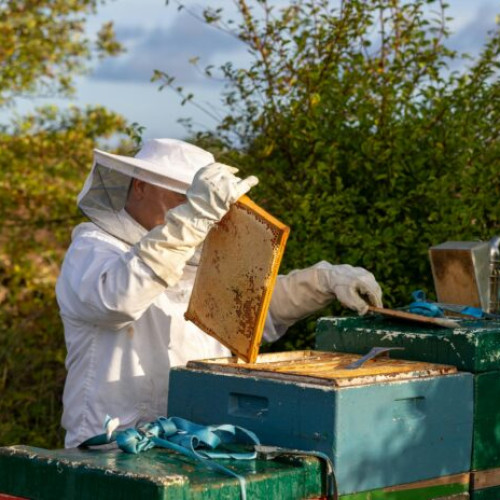 Cât de des trebuie să deschidem stupul pentru a verifica colonia de albine?