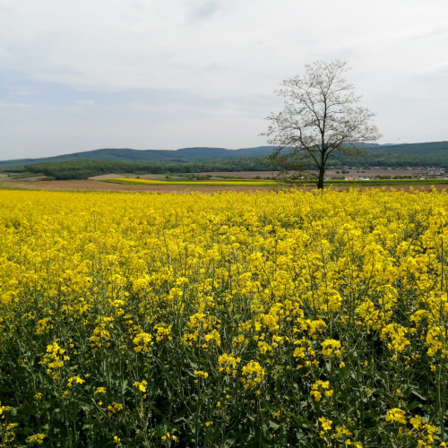 Rapita devine atractie pe retelele sociale