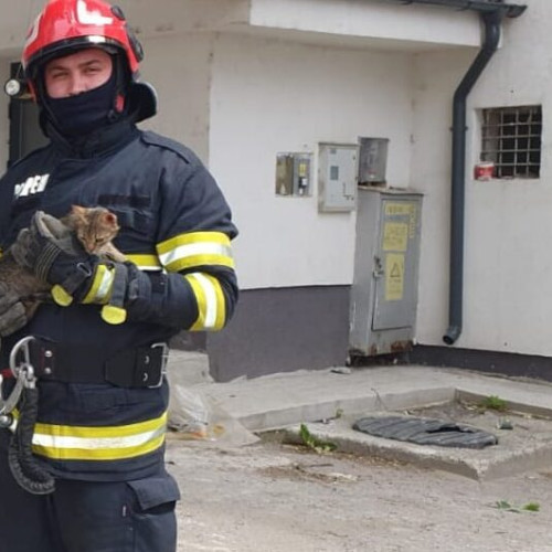 Pompierii botoșăneni salvează o pisică dintr-un copac înalt