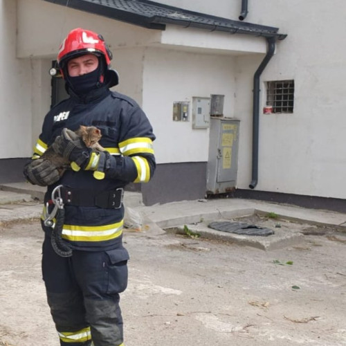 Pisicuța Cora salvată de pompieri în orașul Săveni