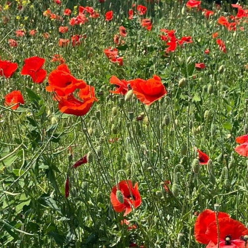 Vremea până în 16 iunie: prognoza meteo în detaliu