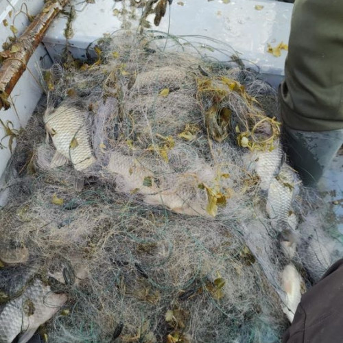 Acțiune a poliției pentru protejarea fondului piscicol în Vrancea