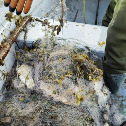 Acțiune a poliției pentru prevenirea braconajului în Vrancea