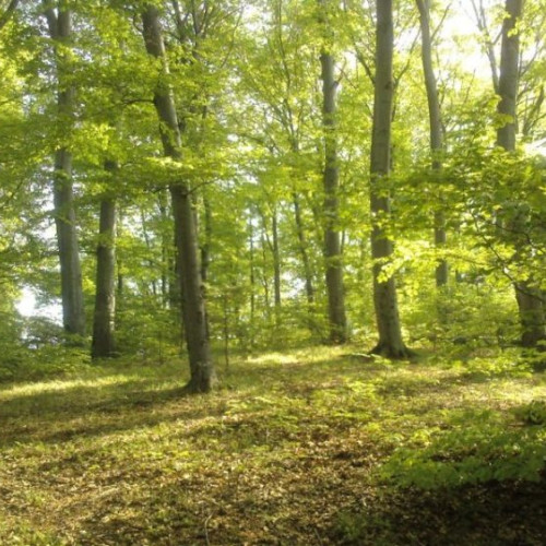 Căutări intense pentru o femeie dispărută în zona Băița