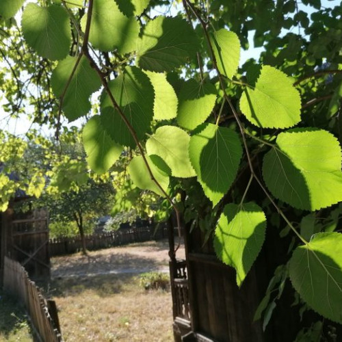 Muzeul Național al Satului „Dimitrie Gusti” nu va participa la Noaptea Muzeelor