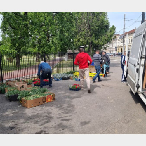 Primăria Oradea a organizat o acțiune de plantare a florilor în Centrul Civic