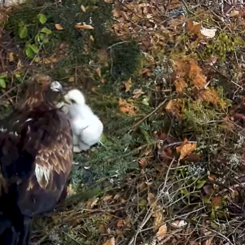 Imagini spectaculoase cu acvila de munte în Parcul Natural Apuseni