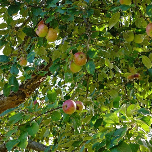 Importanța echipamentului în tratamentele pomilor fructiferi