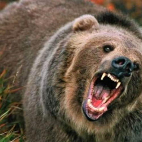 Prezența unui urs în Durau, în apropierea campingului "La Andrei"