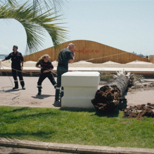 Palmier prăbușit peste un agent de film la Festivalul de la Cannes