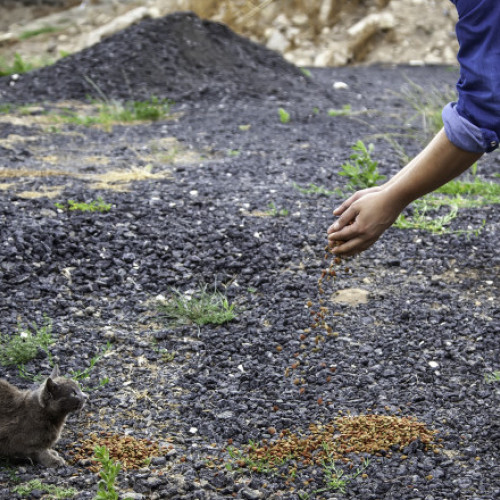 Gripa aviara H5N1 provoacă probleme grave pentru pisici