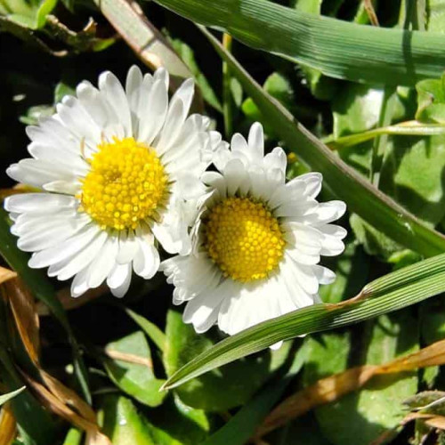 Vremea în Alba, în săptămâna 19-25 mai