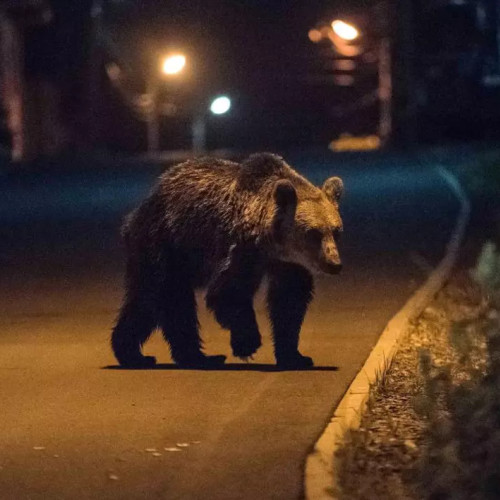 Ursii semnalati din nou in Neamt