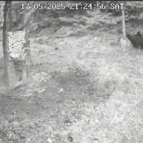 Clipulețul cu un urs jucăuș din judetul Cluj devine viral pe rețelele sociale