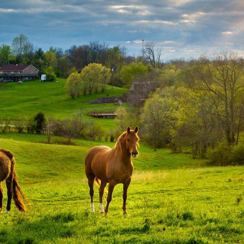 Trei suspecți reținuți pentru furtul a doi cai