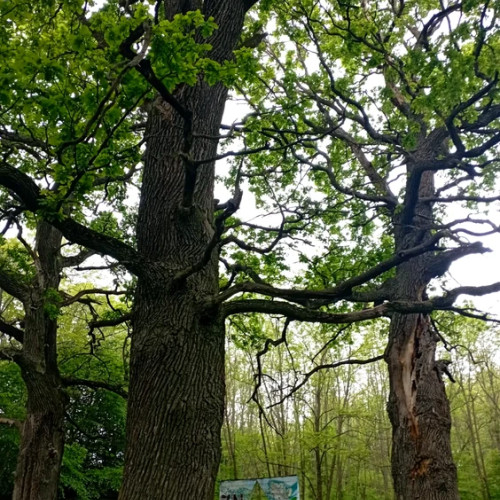 Peisaje de basm în Botoșani, la poiana celor patru stejari