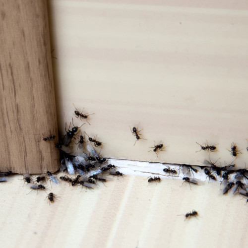 Furnicile: Cum să le ținem la distanță cu remedii naturale